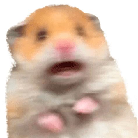 Hamster Scared Meme  Uinona S