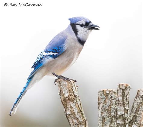 Ohio Birds And Biodiversity And Now A Partially White Blue Jay
