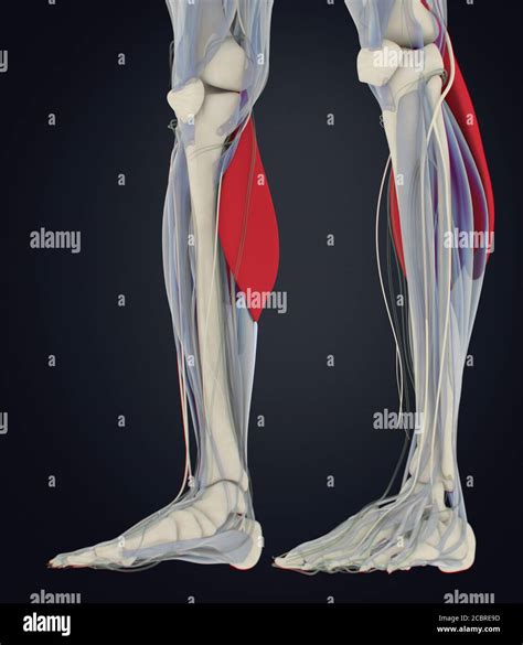 Anatomía Ilustración De Los Músculos De La Pantorrilla Anatomía Humana
