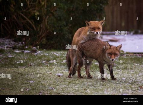 Mating Foxes Kent Garden United Kingdom Wildlife Wild Animals Fox Stock