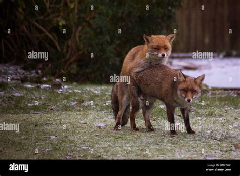 Mating Foxes Kent Garden United Kingdom Wildlife Wild Animals Fox