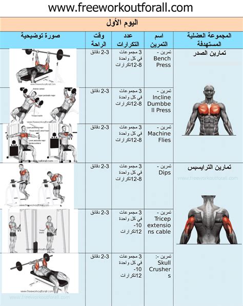 جدول تمارين كمال اجسام اسماء عضلات الجسم للتمارين