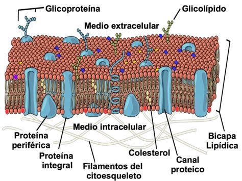 Membrana Celular Qué Es Características Y Función Toda Materia
