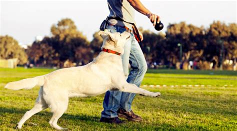 8 Mejores Cursos De Adiestramiento Canino En Línea De 2021 1001 Perros
