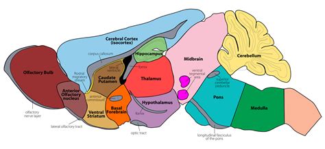 Gensat Project At Rockefeller University Mouse Brain Atlas Image