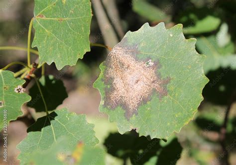 Leaf Of Populus Tremula Or Common Aspen Infected With Gloeosporium
