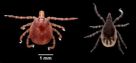 Study In South Lone Star Tick Much Bigger Threat Than Tick Carrying Lyme