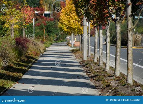 Trees With Yellow Foliage Cast Long Shadows On A Sidewalk Stock Photo