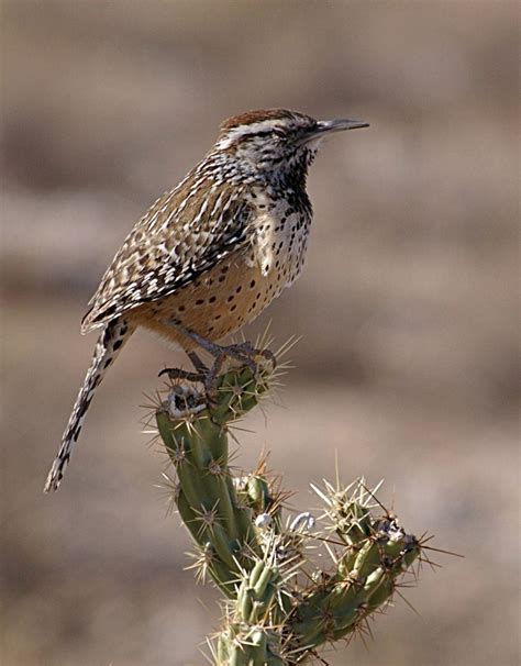 The back is brown with heavy white streaks, and the tail is barred white and. The Cactus Wren - Arizona's State Bird - Birds and Blooms