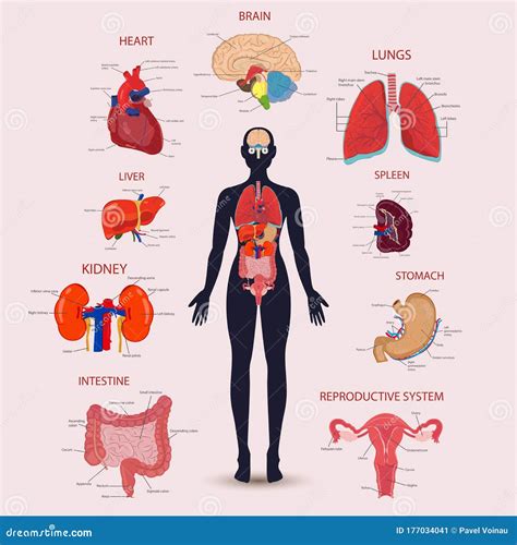 Human Internal Organs Icons Set Human Anatomy Concept Stock Vector