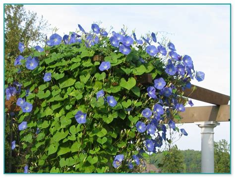 Climbing Flowering Plants For Trellis 2 Home Improvement