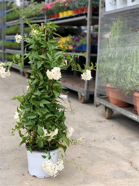 Hai mai pensato di dare a tuo figlio o figlia il nome di un fiore? Fiori bianchi e profumatissimi per tutta l'estate! Il Solanum jasminoide è una pianta rampicante ...