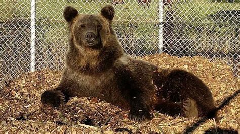 13 Bears Seized In Ohio Moved To Colorado Sanctuary