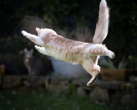 How High Can Cats Jump Cuteness