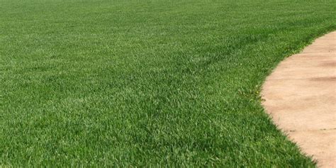 Spring Lawn Care Reseeding Tips To Fix Bare Spots Thin Grass Stands