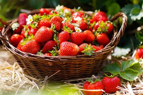 Despensa De La Alimentación Saludable Soycomocomo