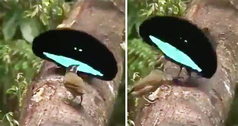 A Rare Video Of A Mating Dance By A Male Bird Of Paradise Goes Viral Gulftoday