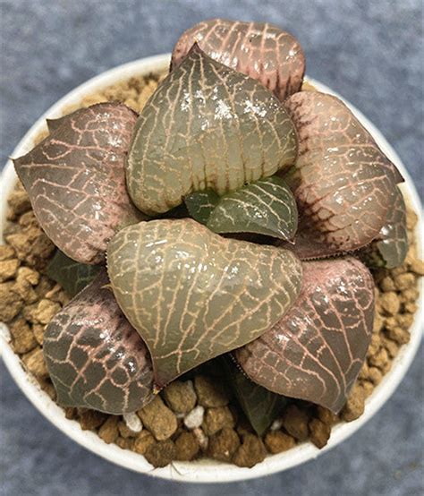 Haworthia Comptoniana Glass Real Live Succulent Cactus Plant