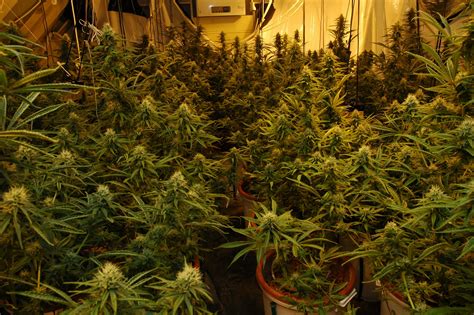 Maybe you would like to learn more about one of these? Grow Q&A: When Do I Make My Pot Plants Start Flowering ...