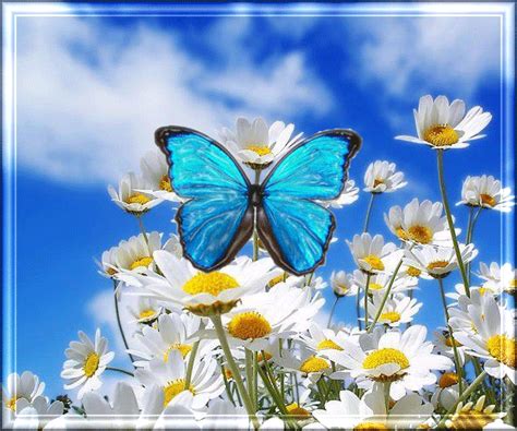Flowers And Butterfly Animated Pictures