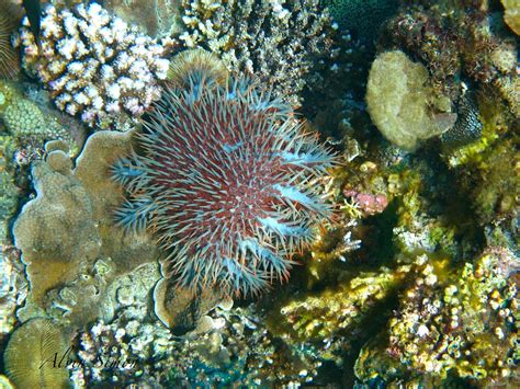 Crown Of Thorns Starfish Photo By Alvin Simon Crown Of Thorns