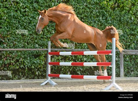 Hanoverian Horse Free Jumping Germany Stock Photo Alamy