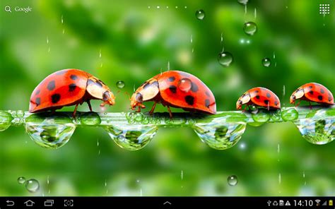 Free Download Rain Live Wallpaper 1280x800 For Your