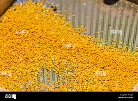 Fresh Yellow Pollen From Beehive Stock Photo Alamy