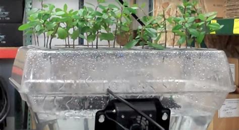 The Best Hydroponic And Aeroponic Cloning Machines For Plants Epic