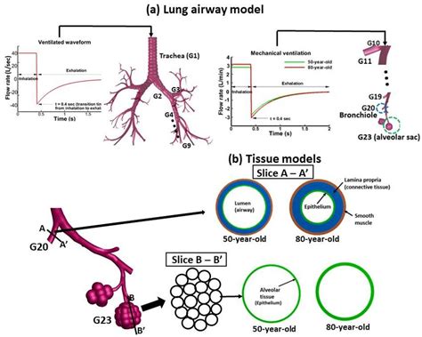 Overview Of Lung Airway Model And Tissue Model A Lung Airways