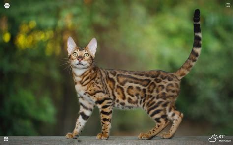 Bengals result from crossing a domestic feline with an asian leopard cat (alc), prionailurus bengalensis bengalensis. My Bengal Cat HD Wallpapers New Tab Theme - MyStart