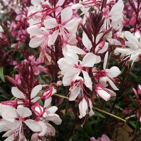 The gaura plant is an attractive shrub that is native to mexico and texas. Gaura lindheimeri 'Gaudi Pink', Beeblossom 'Gaudi Pink' in ...
