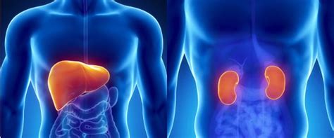 Liver And Kidney Find Specialists And Consultants