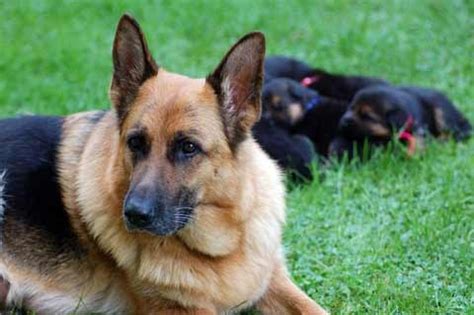 How much sleep does a typical 18 month need? How much should I feed my 8-week-old German Shepherd puppy ...