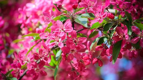 nature, Flowers, Pink Flowers Wallpapers HD / Desktop and Mobile