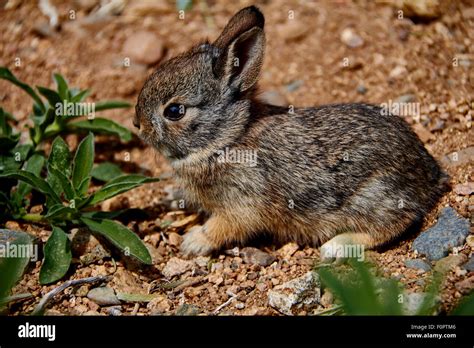 Baby desert cottontail rabbit sitting on gravel Stock Photo - Alamy