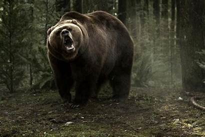 Grizzly Bear Maze Into Trailer Horror Endangered