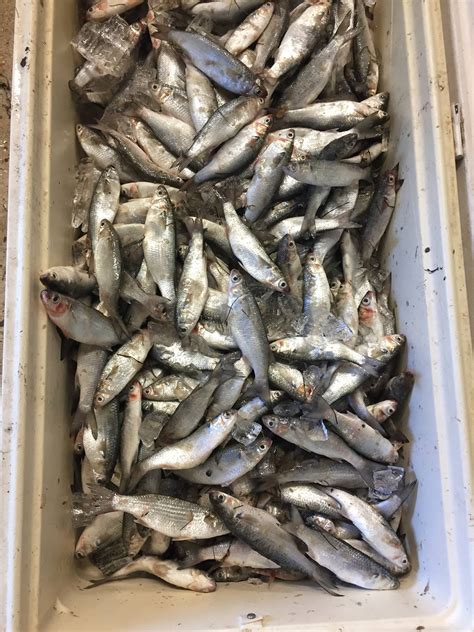 Oceans East Bait And Tackle Shop