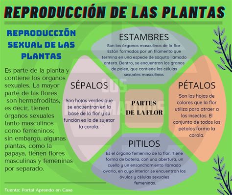 Lista Foto Im Genes De La Reproducci N Asexual De Las Plantas Alta