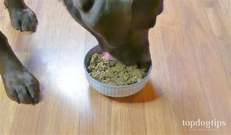 Our dog's review for ollie. Ollie Fresh Dog Food Review (And What to Know About It)