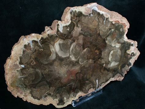 Rare Rhexoxylon Petrified Wood From Zimbabwe 93 For Sale 7637