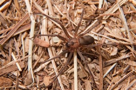 Pest Control Brown Recluse Spiders In Springfield Expert Pest Solutions