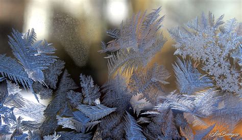 Ice Crystals 01218362 Photoholic1 Flickr