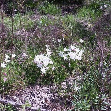 Maybe you would like to learn more about one of these? Growing wild in south carolina | Plants, Garden, Wild