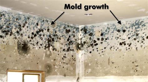 4 Main Differences Between Mold And Mildew Dr Clean Air