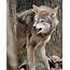 Snarling Red Wolf Photograph By Matt Cuda