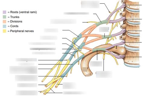 The Trunks And Cords From Which The Nerves That Form The Brachial
