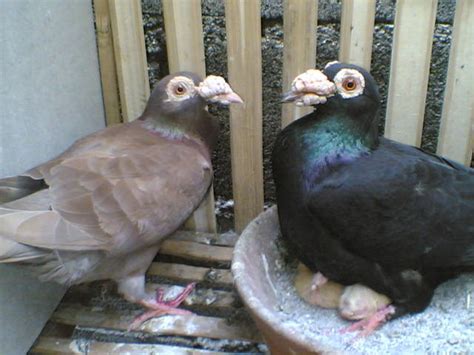 Fancy Pigeons English Carrier For Sale Adoption From Manila