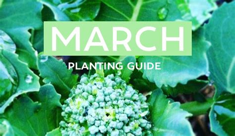 March Edible Planting Guide Australia Wide The Healthy Patch In