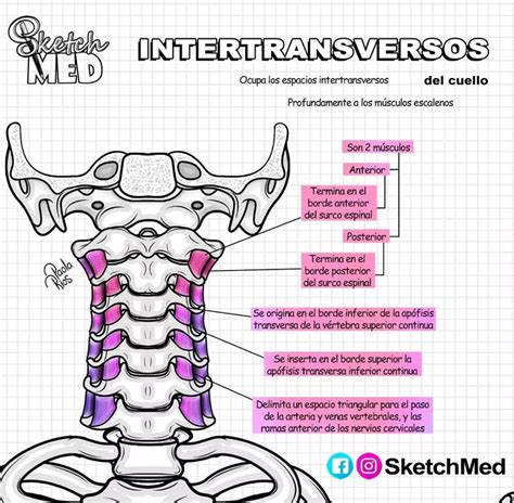 Sketch Med Dra Paola Rios on Instagram Músculos intertransversos del cuello